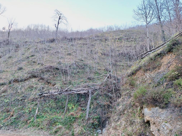 ARTVİN BORÇKA'DA 2.094 M2 SATILIK FINDIK BAHÇESİ